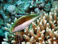 Freckled Hawkfish with a cleaner blenny on his back.  Red Sea Egypt